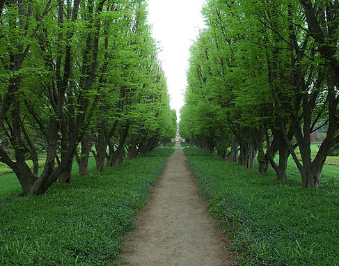 Tree Lined Path