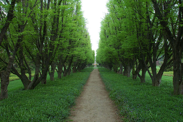Tree Lined Path