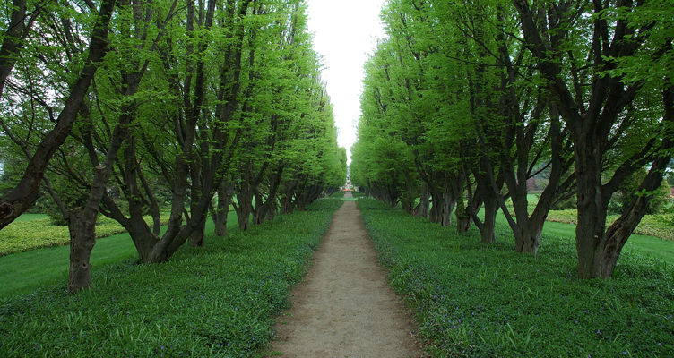 Tree-Lined Pathway