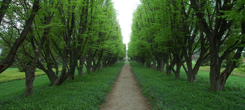 A peaceful green dirt path between lines of green trees