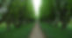 Tree Lined Path