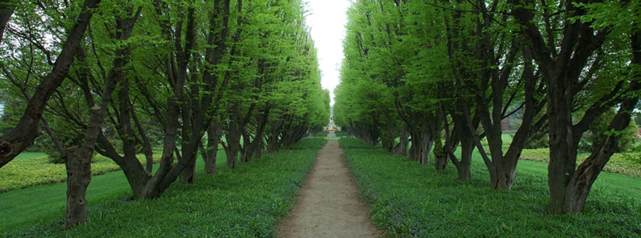 Tree Lined Path