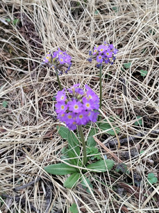 PRIMULA.jpg