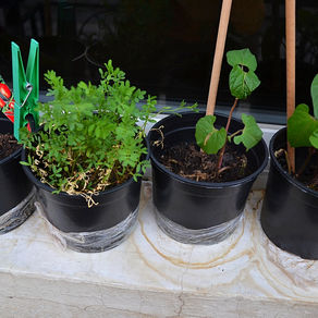 Updates on the Baby Groots🌱