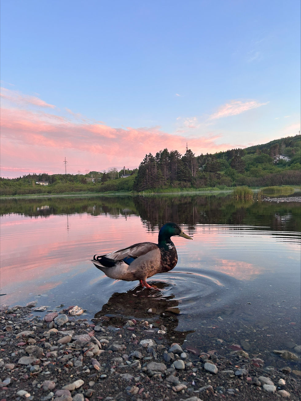 A duck stands in the water at Southern Cove Beach at sunset on June 21st, 2024. The duck stands close to the shore in still waters. The reflection of fluffy pink clouds, the bright blue sky, and the verdant shoreline is reflected from the top half of the photo into the water in the middle of the photo. Photo by Taylor Reid.