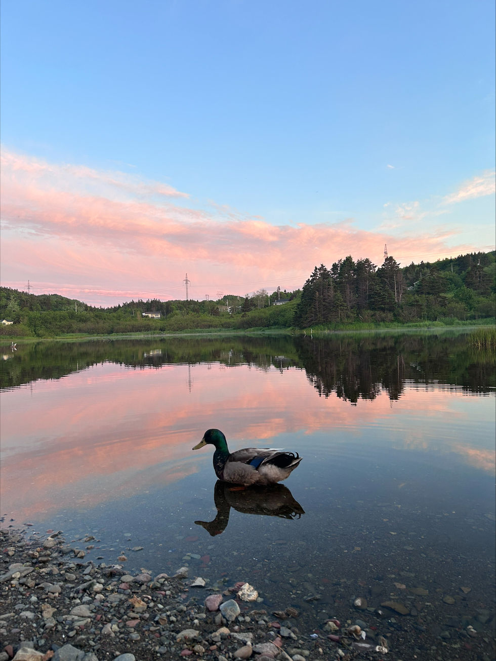 Duck on the pond at Southern Cove Beach. A single duck floats on still waters. The reflection of the duck and the sky can be seen on the surface of the water. Photo by Taylor Reid, 2024.