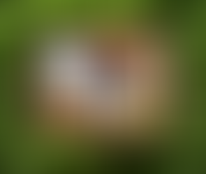 Imperial White Tea by The Tao of Tea