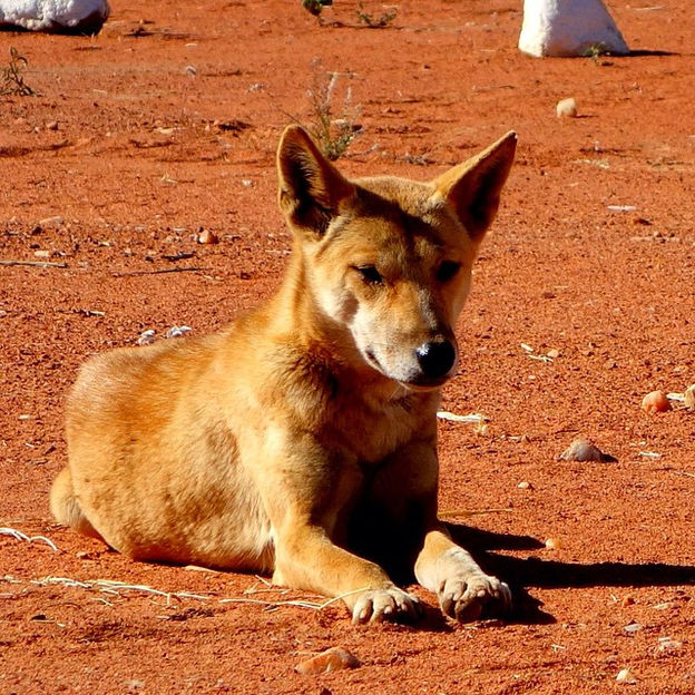 dingo