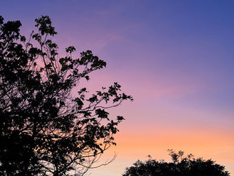 Colorful sunset sky with tree silhouettes