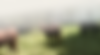 cows in farmyard
