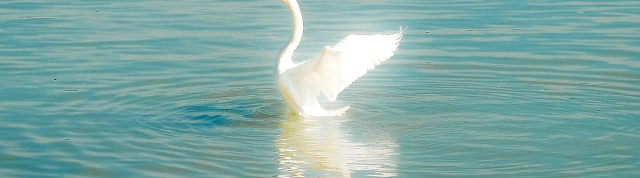 A white swan is swimming in the water_edited_edited.jpg