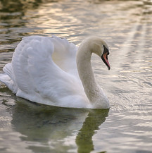 swan-4569361.jpg