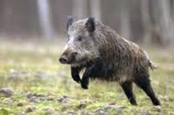 Sanglier qui saute