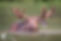 Moose.jpg