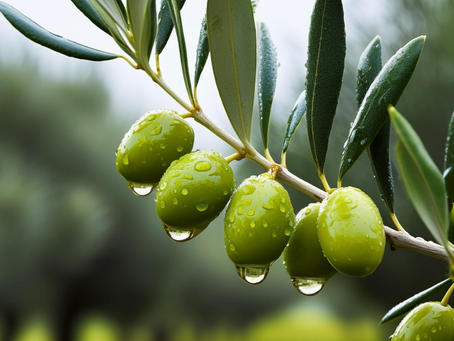 🌿🍈✨ Erken Hasat Zeytinyağları: Doğanın Lezzetli ve Sağlıklı Hediyesi