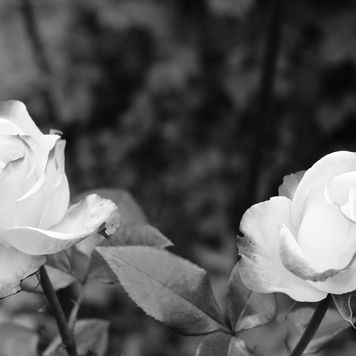 Flowers S-W (18).jpg