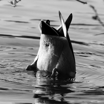 Funny Things S-W (4).jpg