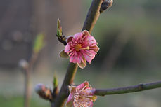 DSC_0327.JPG