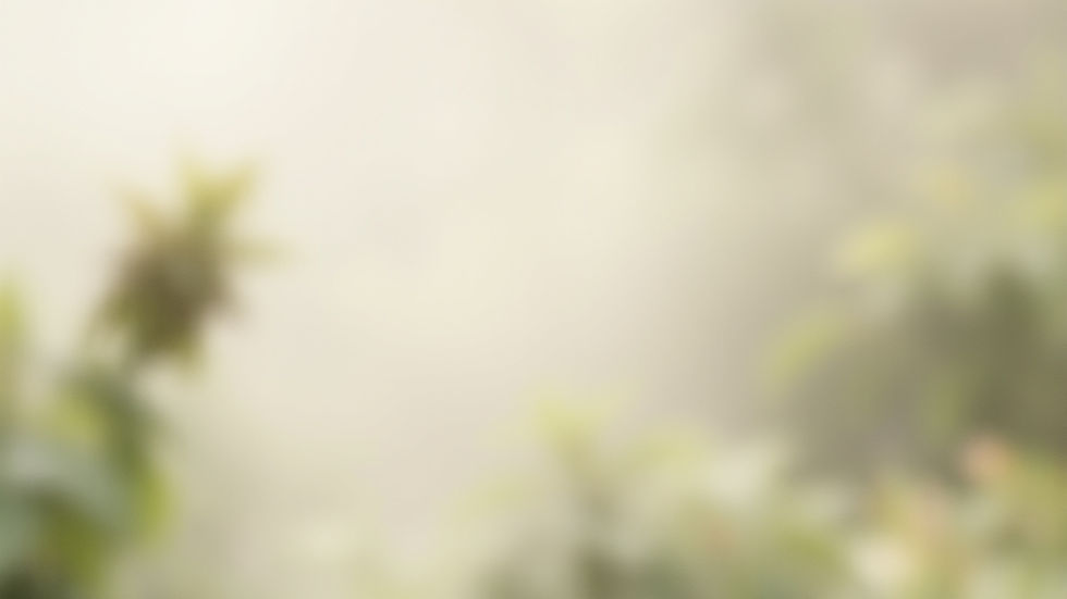 Soft rainforest mist _ blurred botanical _ neutral cream overlay.jpg