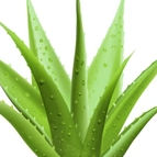 Aloe_Vera_edited.jpg