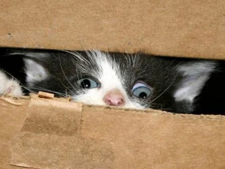 Pre-season is like Schrodinger's cat experiment