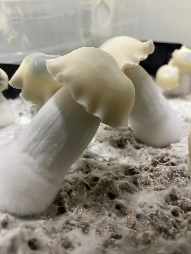 Miniatura: Casing 1L de P. cubensis genéticas raras