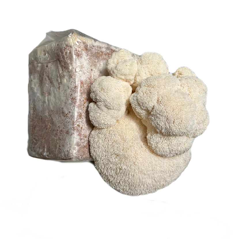Miniatura: Kit Juba de leão - Micélio de cogumelo Hericium erinaceus