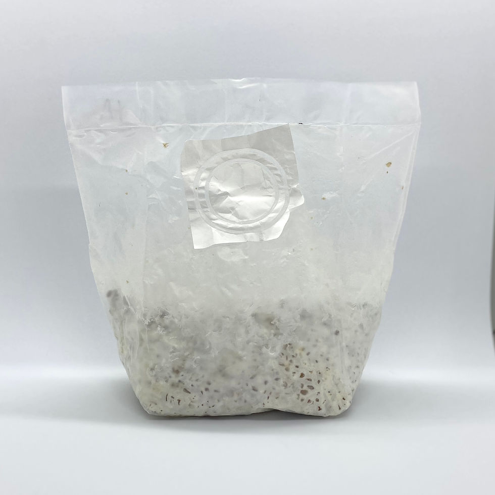 Spawn de P. cubensis