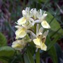 def_033 afni - Dactylorhiza sambucina  (L.) Soó, 1962) - Valle delle Orchidee, Sassano.jpg
