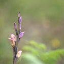 def_062 afni - Limodorum abortivum (L.) Sw., 1799 - Orchidea Fior di legna - Monte Maggior
