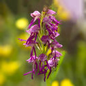 def_057 afni - Orchis xbergonii  IBRIDO (Orchis anthropophora x Orchis simia) Nanteuil 188