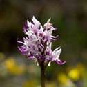def_058 afni - Orchis siimia Lamarck, 1779  Orchidea scimmia - Valle delle Orchidee, Sassa