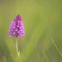 def_037 afni - Anacamptis pyramidalis (L.) Rich., 1817 - Orchidea piramidale - Monte Maggi