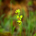 def_051 afni - Ophrys lutea Cav. 1793 - Valle delle Orchidee, Sassano.jpg