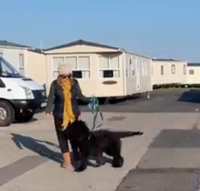 Meet Pepper the German Shepherd Cross Poodle