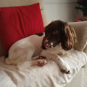 Meet Angus!