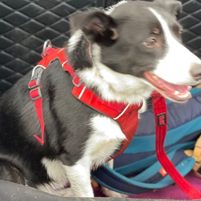 Luna the Workaholic Border Collie