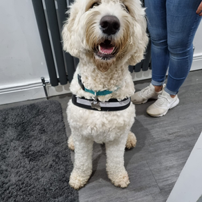 PABLO THE GOLDENDOODLE 