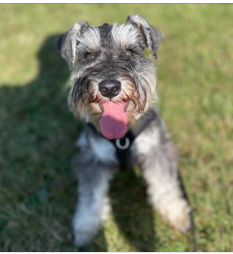 Noisy George the Mini Schnauzer 