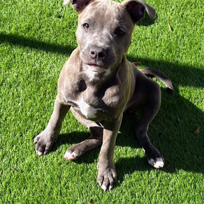 Nala