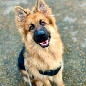 Yuan Bao the German Shepherd 