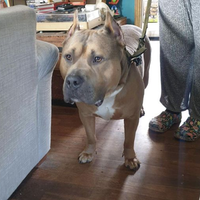 Bowser the XL bully is coming along amazingly in his training!