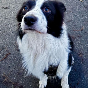 My dog doesn’t eat treats outside
