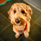 Maisie the Golden Doodle is Smashing Her Training Goals!
