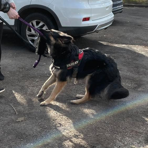 Nahla the Human and Dog Reactive GSD