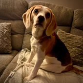 Bella the Beagle Doesn't Like To Be Woken Up!