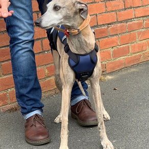 Meet Jet the over-excited dog