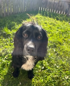 Ben, a busy little Cocker Spaniel