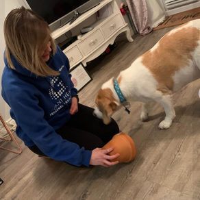 Tonight we went back to see Mac the Beagle and his guardian Marie.