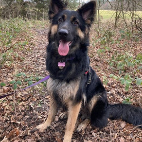 Nahla the Reactive German Shepherd
